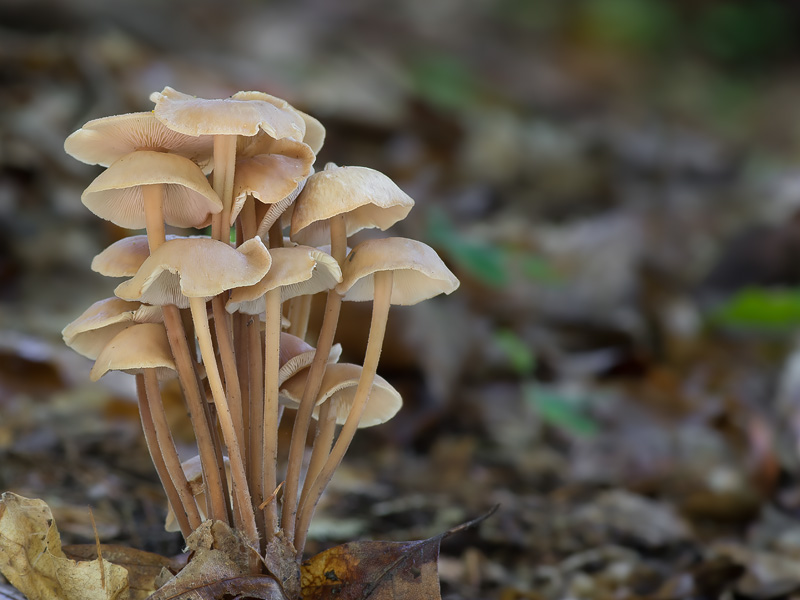 Gymnopus confluens